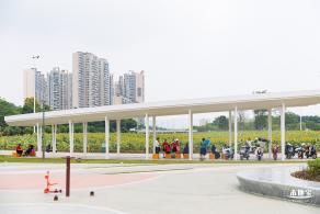 楼村湿地公园向日葵