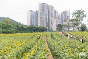 楼村湿地公园向日葵