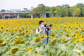 楼村湿地公园向日葵