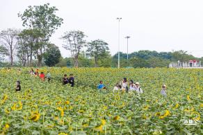 楼村湿地公园向日葵