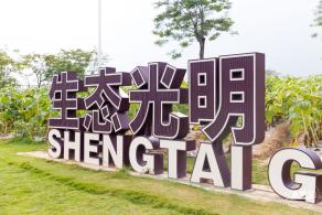 楼村湿地公园向日葵