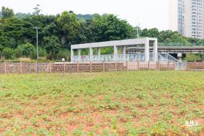 楼村湿地公园向日葵