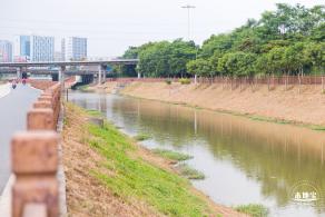 楼村湿地公园向日葵