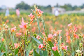 楼村湿地公园向日葵