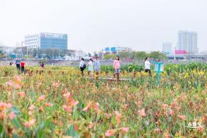 楼村湿地公园向日葵