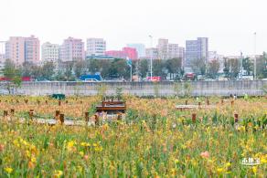 楼村湿地公园向日葵