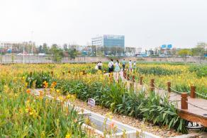 楼村湿地公园向日葵