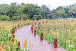 楼村湿地公园向日葵