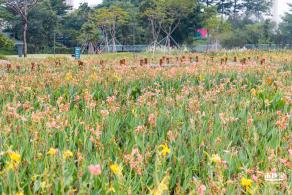 楼村湿地公园向日葵