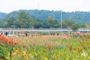 楼村湿地公园向日葵