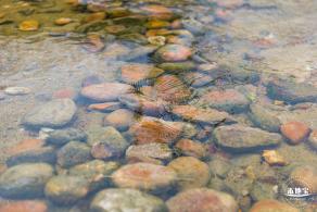 楼村湿地公园向日葵