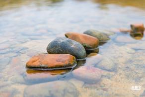 楼村湿地公园向日葵