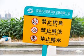 楼村湿地公园向日葵