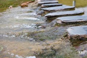 楼村湿地公园向日葵