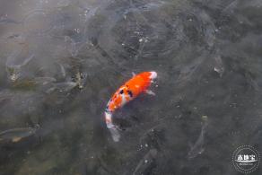 楼村湿地公园向日葵