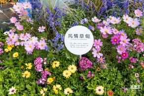 2021深圳簕杜鹃花展