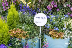 2021深圳簕杜鹃花展