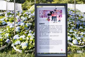 2021深圳簕杜鹃花展