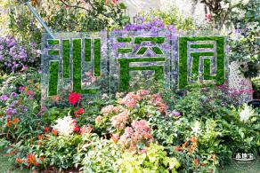2021深圳簕杜鹃花展