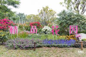 2021深圳簕杜鹃花展