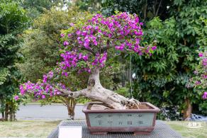 2021深圳簕杜鹃花展