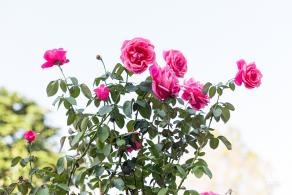 香蜜公园玫瑰园花海