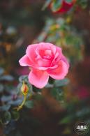 香蜜公园玫瑰园花海