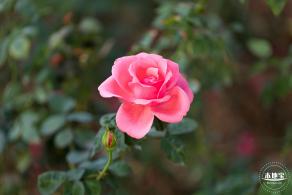 香蜜公园玫瑰园花海