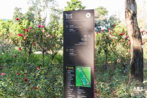 香蜜公园玫瑰园花海