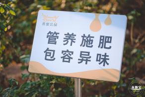 香蜜公园玫瑰园花海