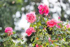 香蜜公园玫瑰园花海