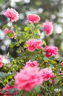 香蜜公园玫瑰园花海