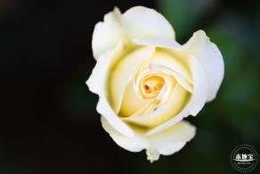 香蜜公园玫瑰园花海