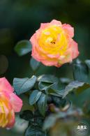 香蜜公园玫瑰园花海