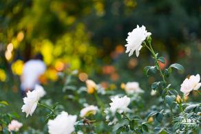 香蜜公园玫瑰园花海