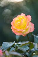 香蜜公园玫瑰园花海