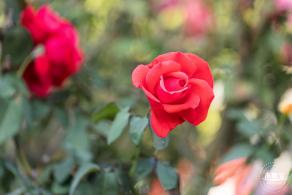 香蜜公园玫瑰园花海