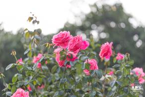 香蜜公园玫瑰园花海