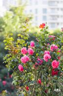 香蜜公园玫瑰园花海