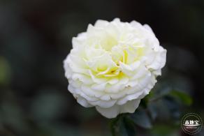 香蜜公园玫瑰园花海