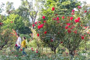 香蜜公园玫瑰园花海