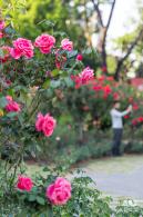 香蜜公园玫瑰园花海