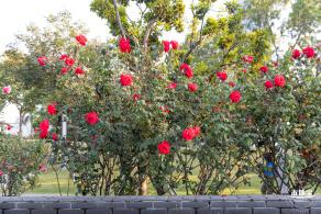 香蜜公园玫瑰园花海