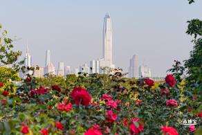 香蜜公园玫瑰园花海