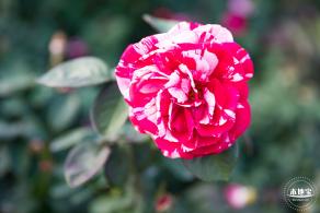香蜜公园玫瑰园花海