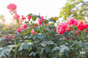 香蜜公园玫瑰园花海