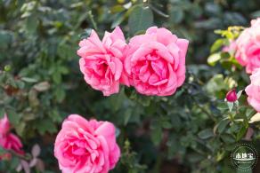 香蜜公园玫瑰园花海