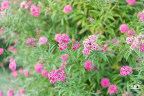 香蜜公园玫瑰园花海