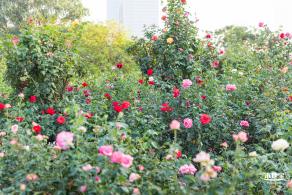 香蜜公园玫瑰园花海