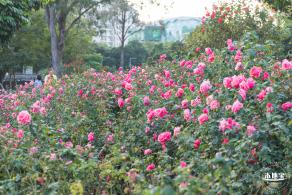 香蜜公园玫瑰园花海